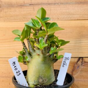 1510 23 Arabicum Bizão - F2 12 meses