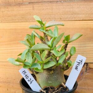 1510 24 Arabicum Tyson - F2 12 meses