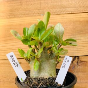 1510 27 Arabicum Zeus - F2 12 meses