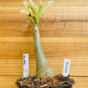 1510 23 Rosa do Deserto Polarys