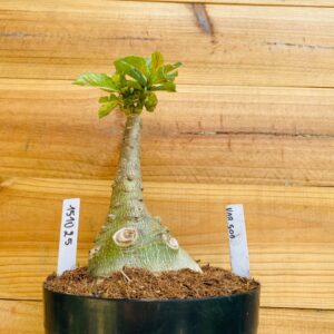 1510 25 Rosa do Deserto Var. 500