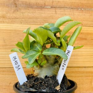 1510 31 Arabicum Hércules - F2 12 meses