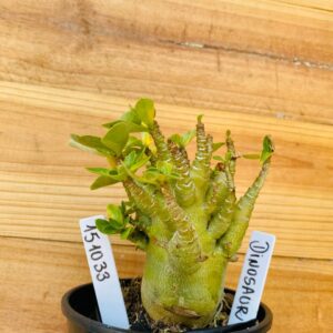 1510 33 Arabicum Dinossaur - F2 12 meses