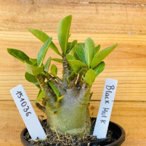 1510 36 Arabicum Black Hulk - F2 12 meses