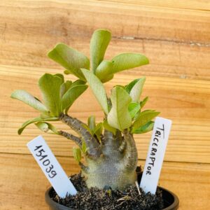 1510 39 Arabicum Triceraptors - F2 12 meses