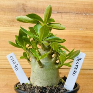1510 40 Arabicum Hesfero - F2 12 meses