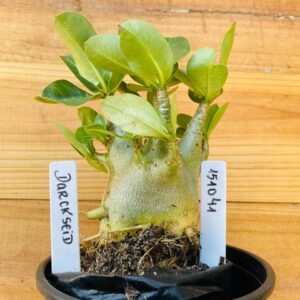 1510 41 Arabicum Darkseid - F2 12 meses