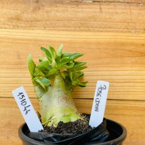 1510 44 Arabicum Poseidon - F2 12 meses