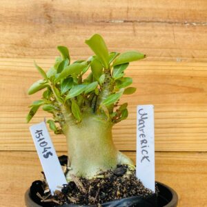 1510 45 Arabicum Maverick - F2 12 meses