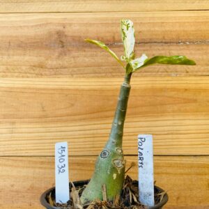 1510 32 Rosa do Deserto Polarys