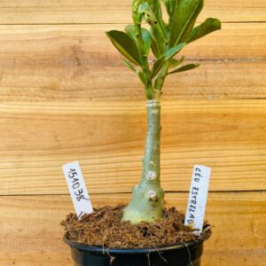 1510 38 Rosa do Deserto Céu Estrelado