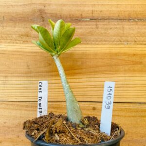 1510 39 Rosa do Deserto Cake Tower