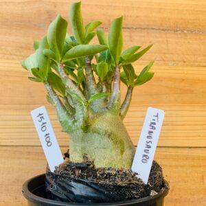 1510 100 Arabicum Tiranossauro - F2 12 meses