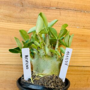 1510 78 Arabicum Hesfero - F2 12 meses