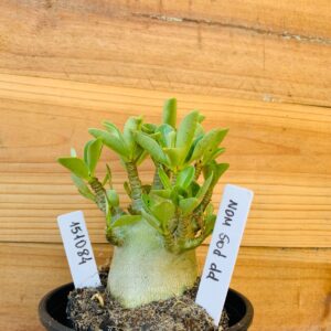 1510 84 Arabicum Nom Sod DD - F2 12 meses