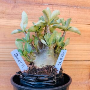 1510 74 Arabicum Dugatti - F2 12 meses