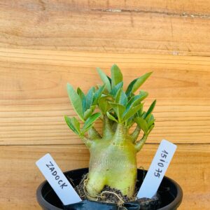 1510 75 Arabicum Zadock - F2 12 meses