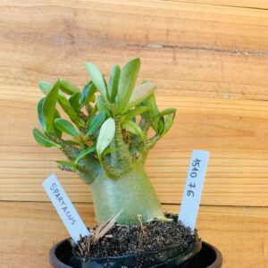 1510 76 Arabicum Spartacus - F2 12 meses