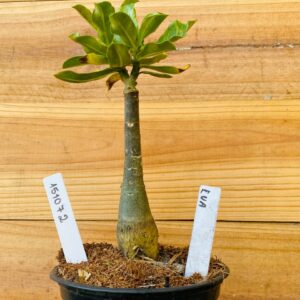 1510 72 Rosa do Deserto Eva