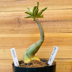 1510 74 Rosa do Deserto Meeting Love