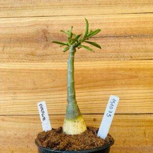 1510 75 Rosa do Deserto Diferente