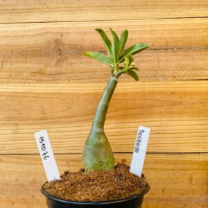 1510 76 Rosa do Deserto Dourada