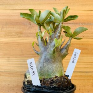 1510 91 Arabicum Overload - F2 12 meses