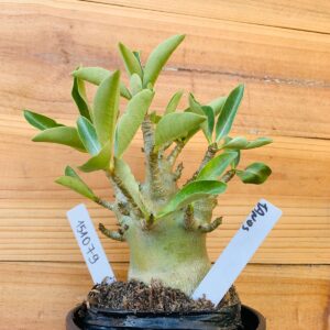 1510 79 Arabicum Tanos - F2 12 meses