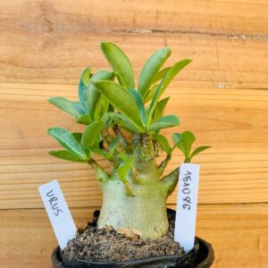 1510 86 Arabicum Urus - F2 12 meses