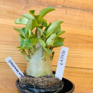 1510 77 Arabicum Dhofarense - F2 12 meses