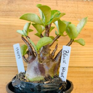 1510 85 Arabicum Black Hawk- F2 12 meses