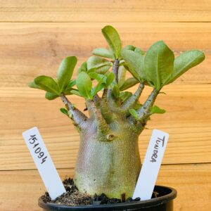 1510 94 Arabicum Tundra - F2 12 meses