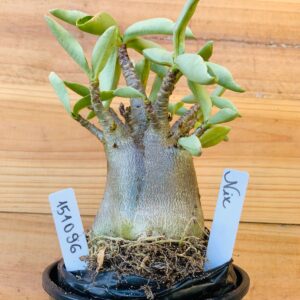 1510 96 Arabicum Nix - F2 12 meses