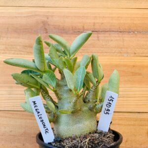 1510 95 Arabicum Megalodonte - F2 12 meses