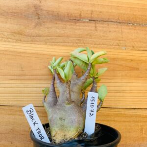 1510 72 Arabicum Black Thor - F2 12 meses