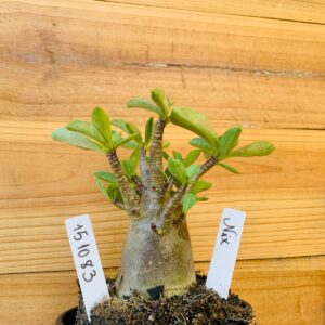 1510 83 Arabicum Nix - F2 12 meses