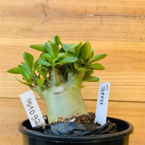 1510 92 Arabicum Popeye - F2 12 meses