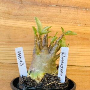 1510 73 Arabicum Kilimanjaro - F2 12 meses