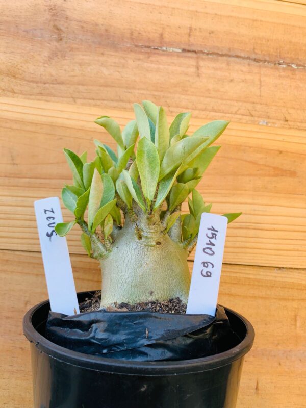 1510 69 Arabicum Zeus - F2 12 meses