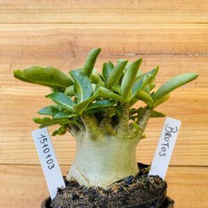 1510 103 Arabicum Brutos - F2 12 meses