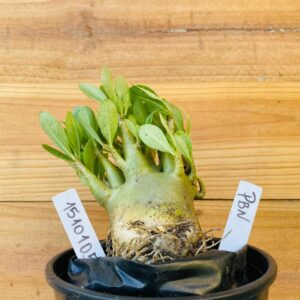 1510 105 Arabicum Pbn - F2 12 meses