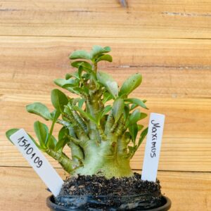 1510 109 Arabicum Maximus - F2 12 meses