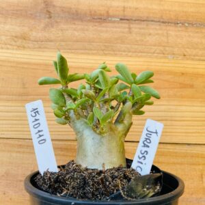 1510 110 Arabicum Jurassic - F2 12 meses