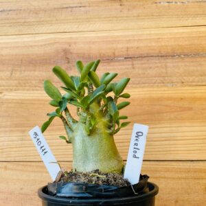 1510 111 Arabicum Overload - F2 12 meses