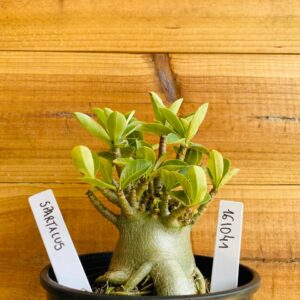 1610 41 Arabicum Spartacus - F2 12 meses