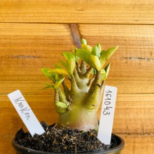 1610 43 Arabicum Kraken - F2 12 meses