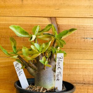 1610 44 Arabicum Black Thor - F2 12 meses