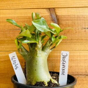 1610 45 Arabicum Dhofarense - F2 12 meses