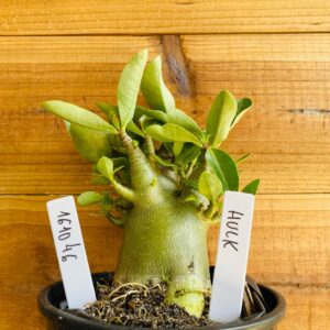 1610 46 Arabicum Hulk - F2 12 meses