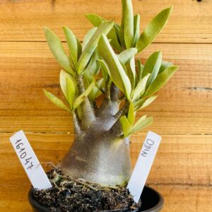 1610 47 Arabicum Odin - F2 12 meses